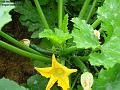 2002-0808courgettes